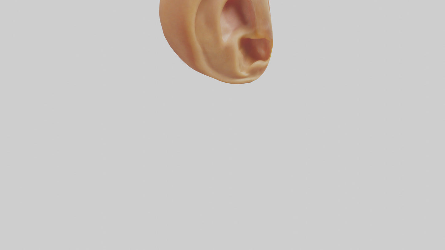 3D model Human Ear Model VR / AR / low-poly