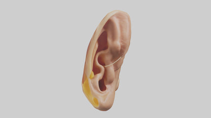 3D model Human Ear Model VR / AR / low-poly