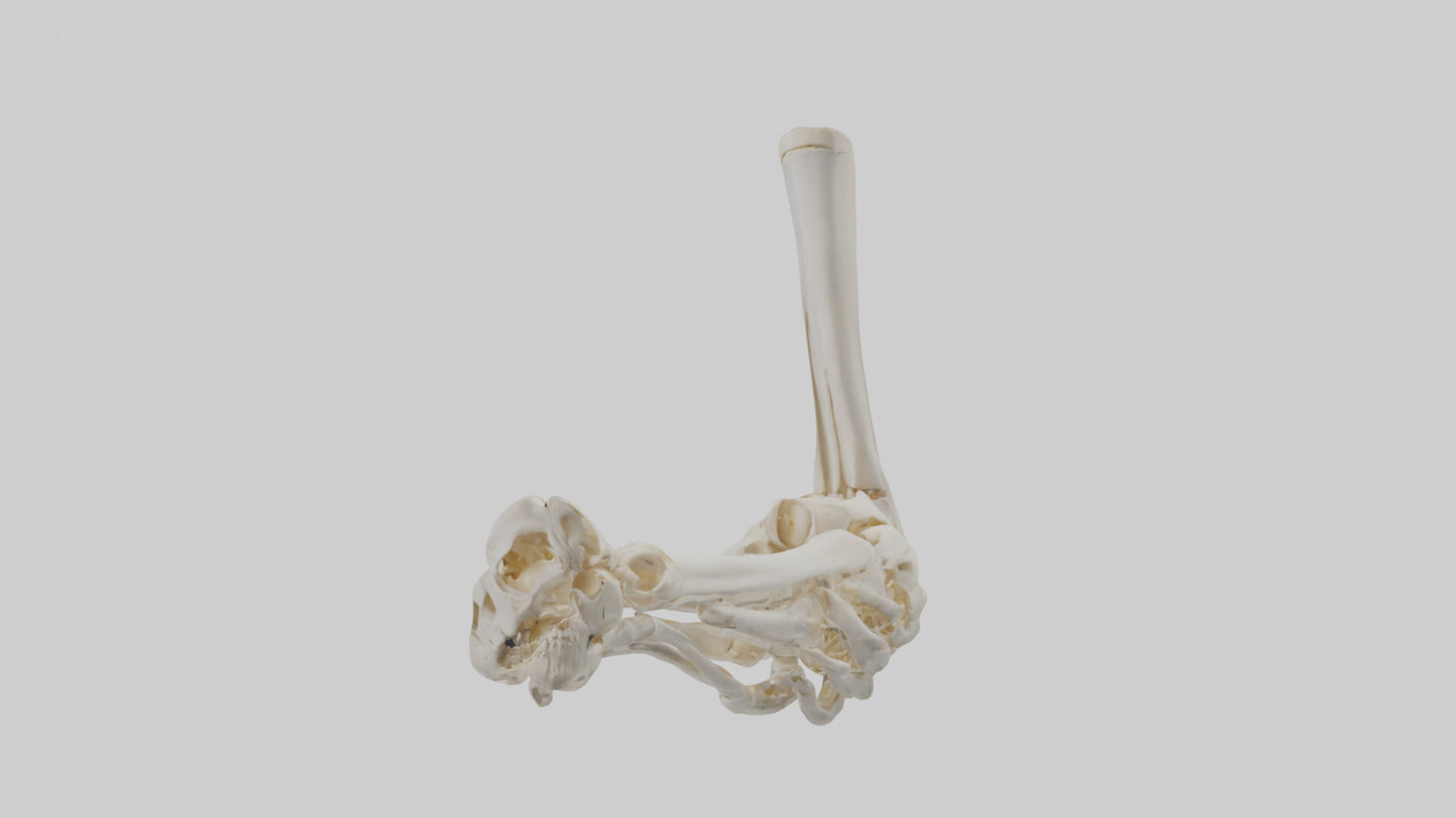 3D model Human Elbow Skeleton model VR / AR / low-poly