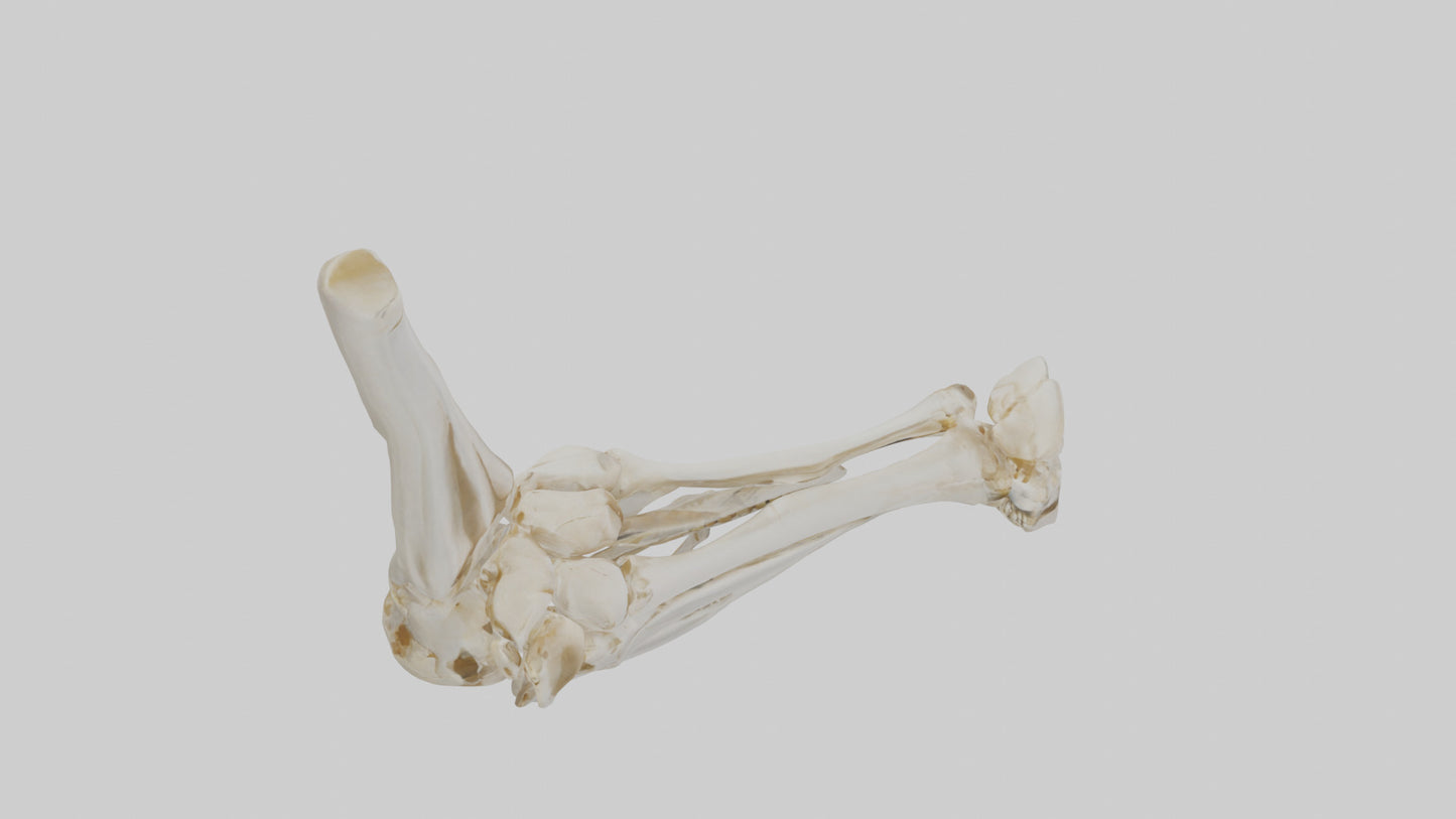 3D model Human Elbow Skeleton model VR / AR / low-poly