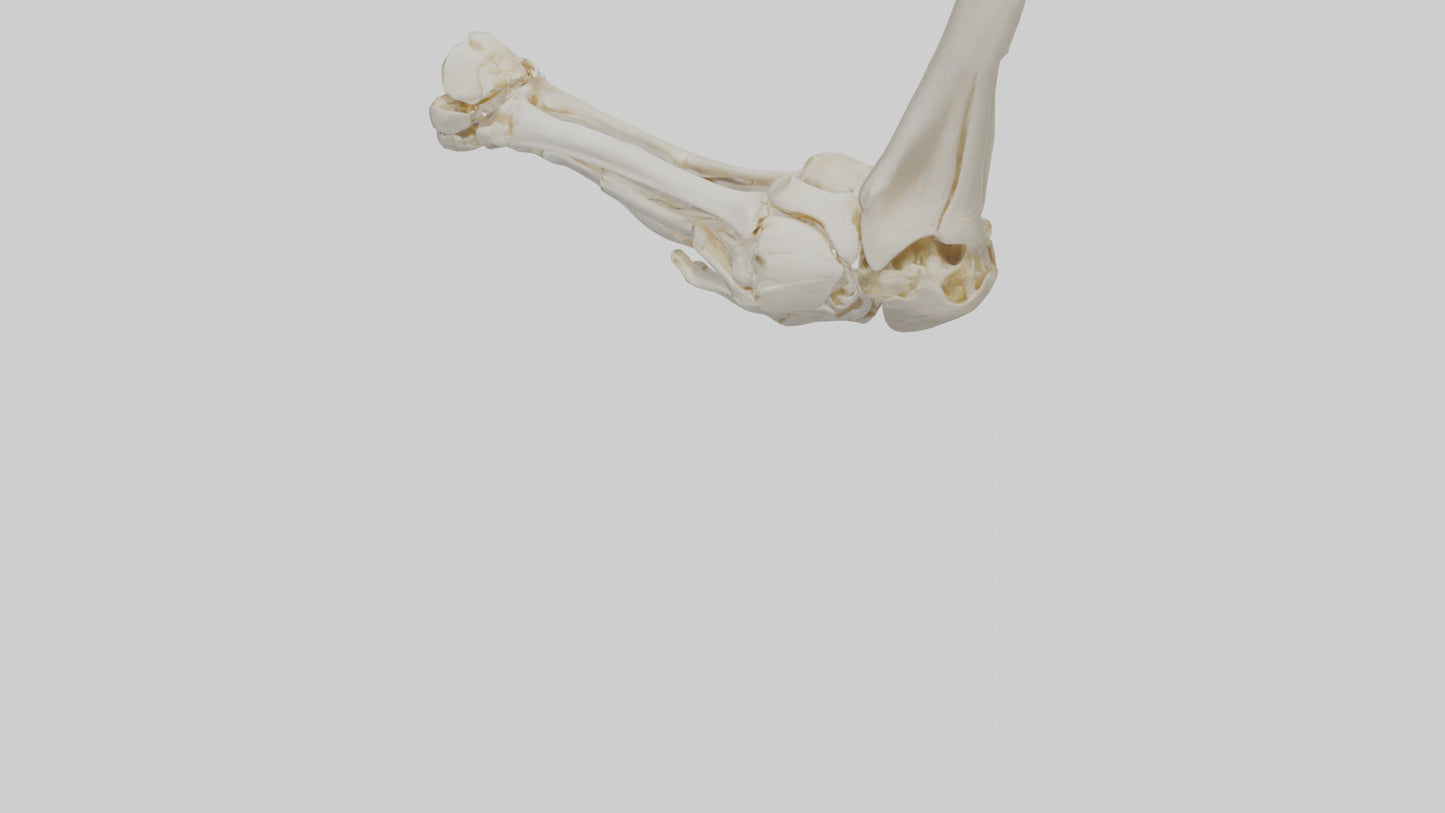 3D model Human Elbow Skeleton model VR / AR / low-poly