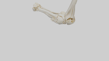 3D model Human Elbow Skeleton model VR / AR / low-poly