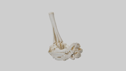 3D model Human Elbow Skeleton model VR / AR / low-poly