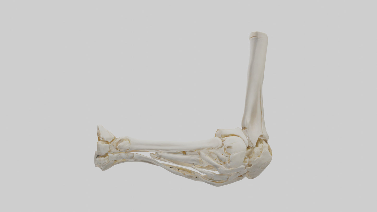 3D model Human Elbow Skeleton model VR / AR / low-poly