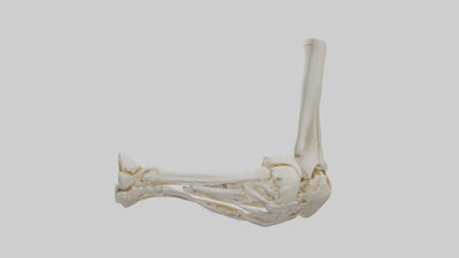 3D model Human Elbow Skeleton model VR / AR / low-poly