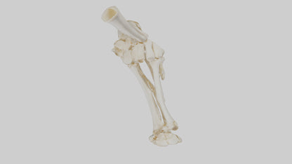 3D model Human Elbow Skeleton model VR / AR / low-poly