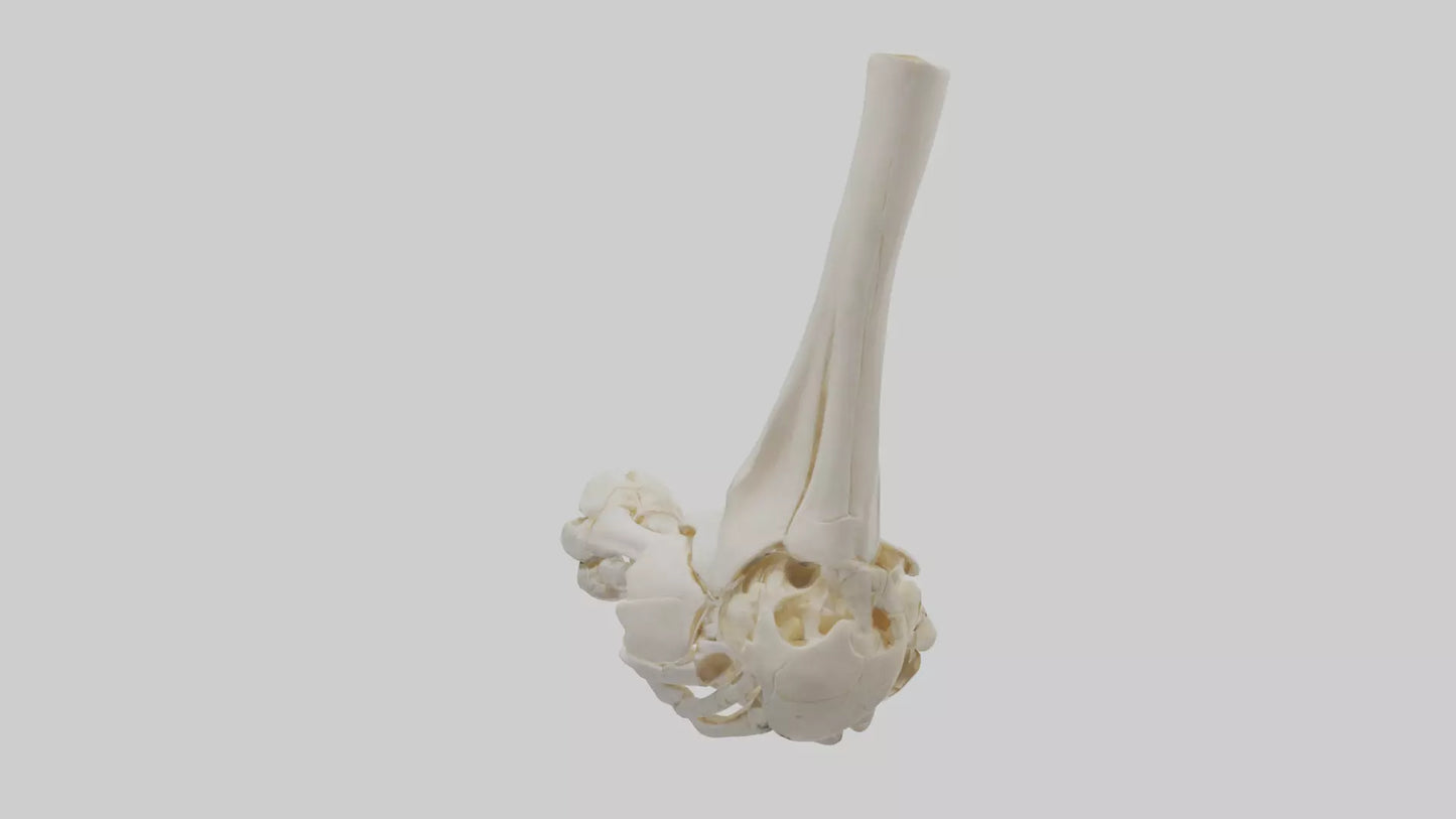 3D model Human Elbow Skeleton model VR / AR / low-poly
