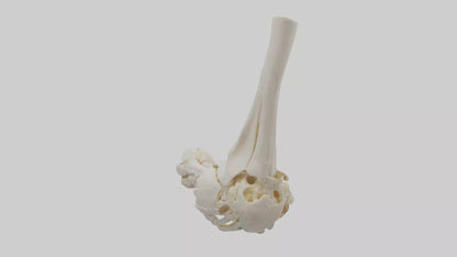3D model Human Elbow Skeleton model VR / AR / low-poly