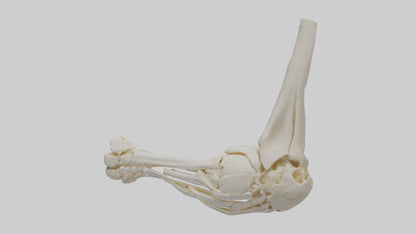 3D model Human Elbow Skeleton model VR / AR / low-poly