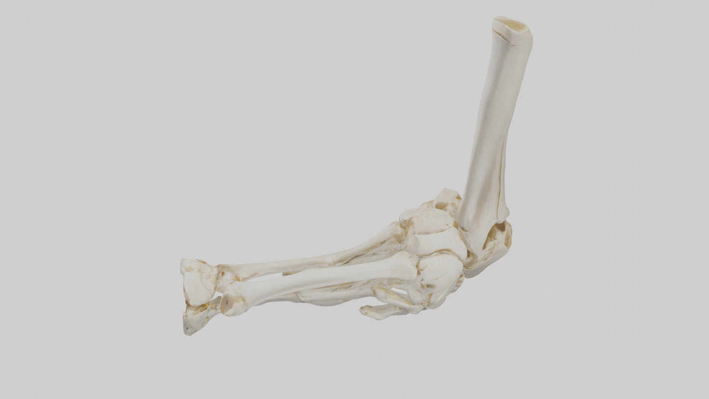3D model Human Elbow Skeleton model VR / AR / low-poly