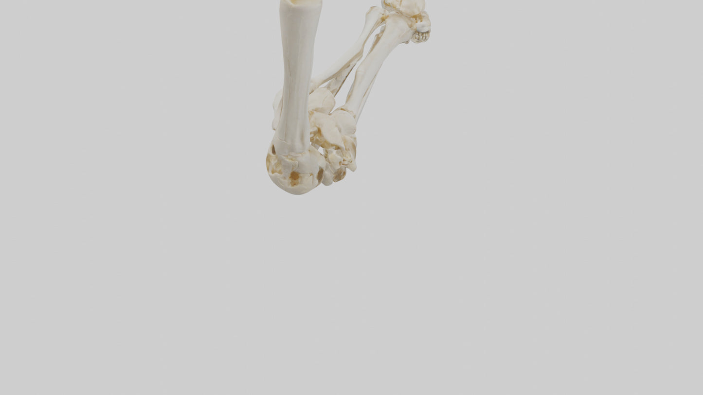 3D model Human Elbow Skeleton model VR / AR / low-poly