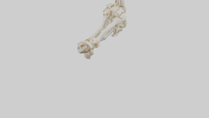 3D model Human Elbow Skeleton model VR / AR / low-poly