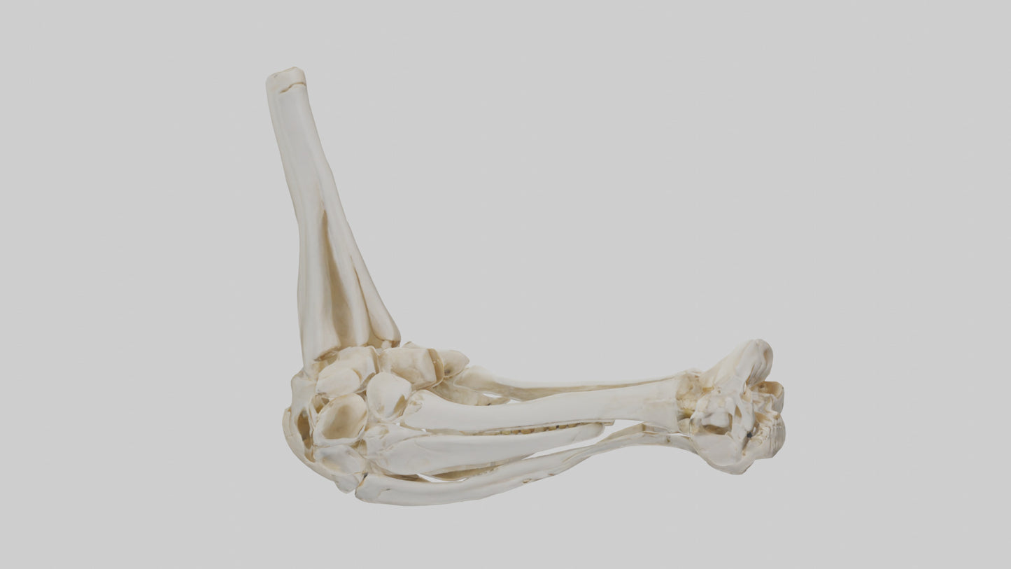 3D model Human Elbow Skeleton model VR / AR / low-poly