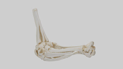3D model Human Elbow Skeleton model VR / AR / low-poly