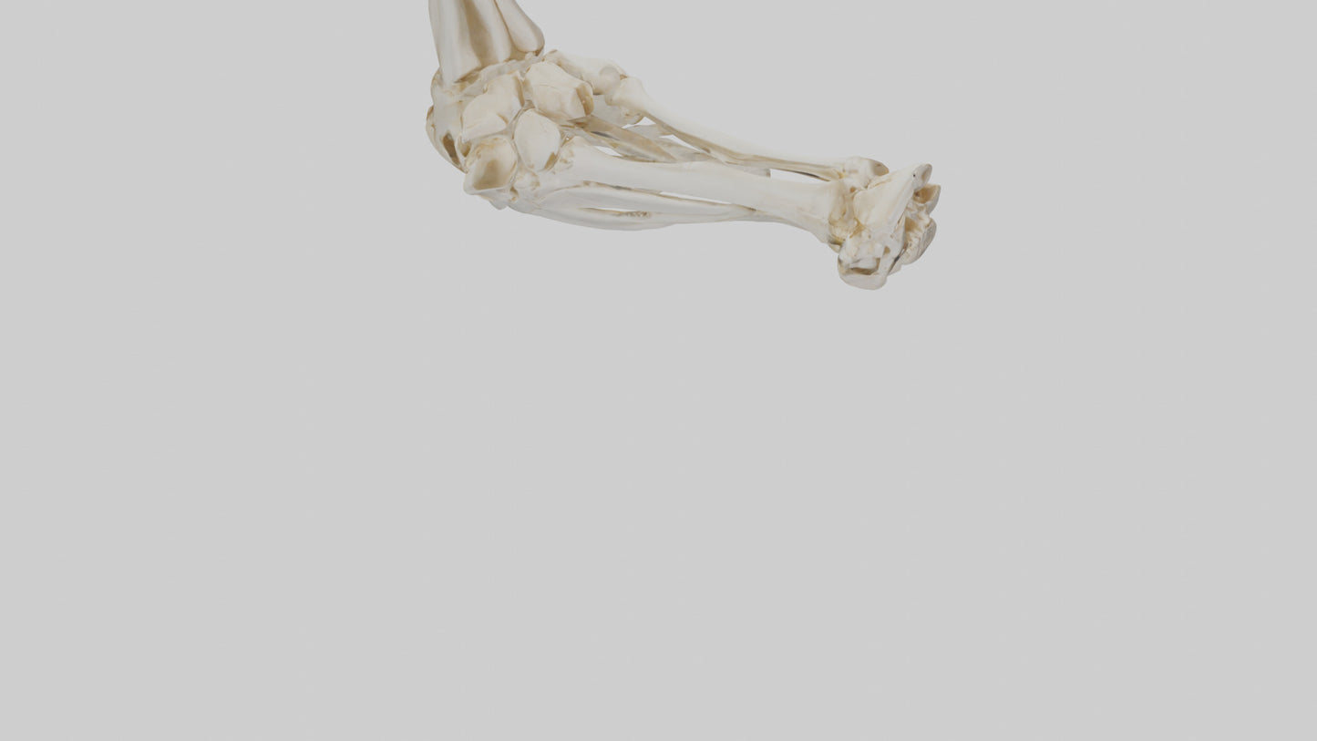 3D model Human Elbow Skeleton model VR / AR / low-poly