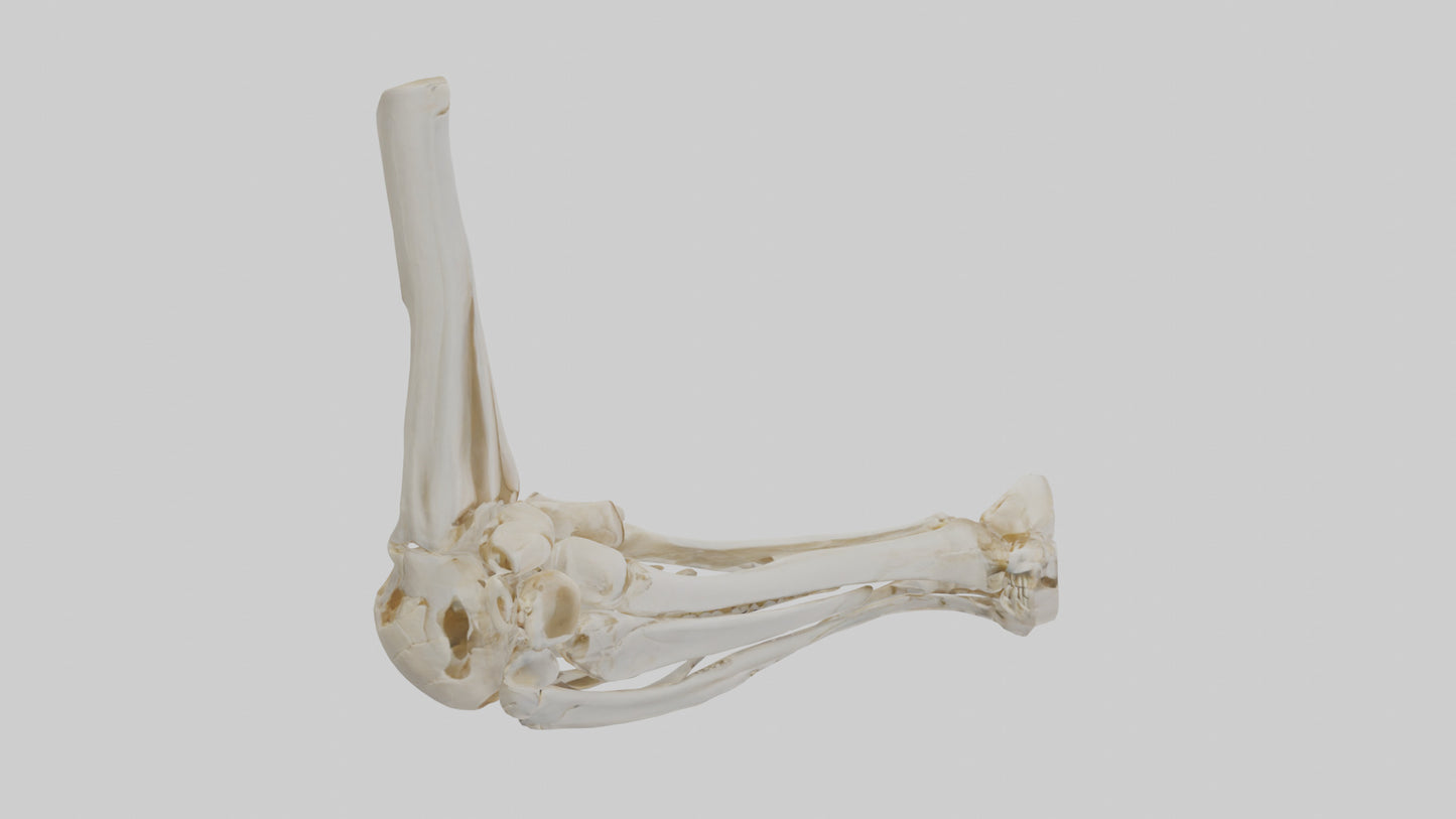 3D model Human Elbow Skeleton model VR / AR / low-poly
