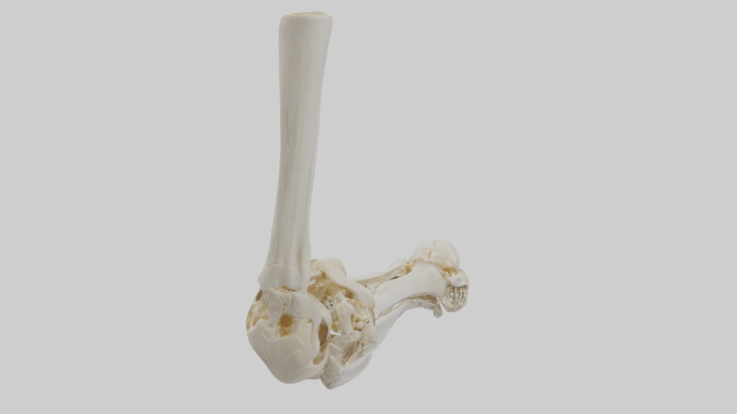 3D model Human Elbow Skeleton model VR / AR / low-poly