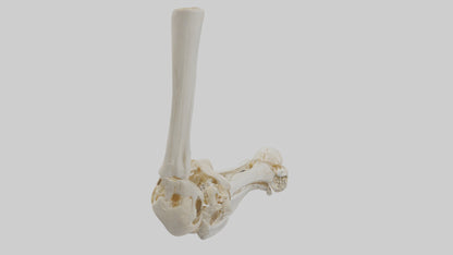3D model Human Elbow Skeleton model VR / AR / low-poly