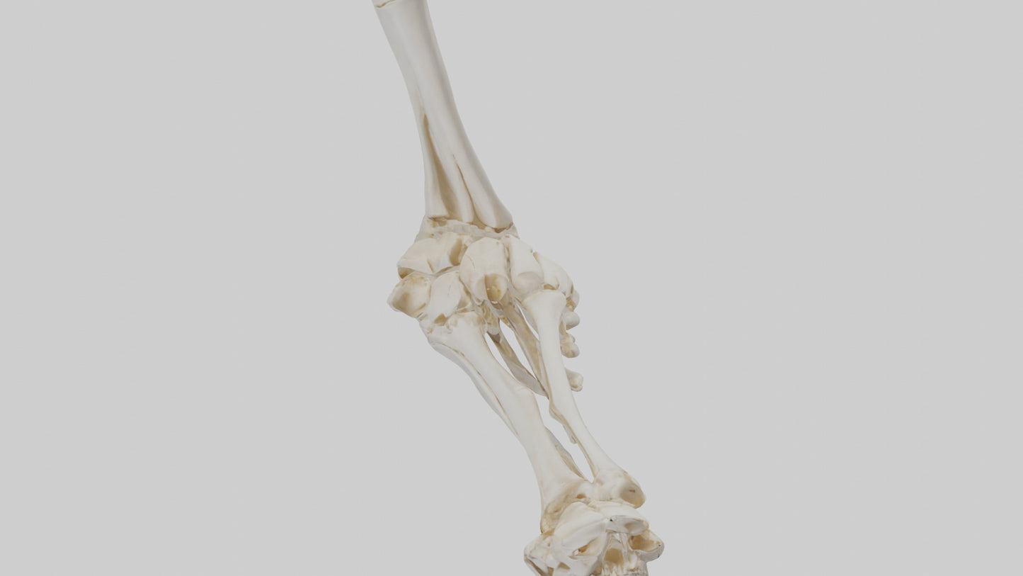 3D model Human Elbow Skeleton model VR / AR / low-poly