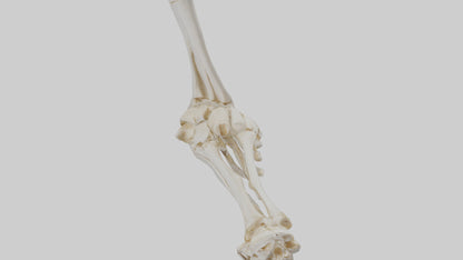3D model Human Elbow Skeleton model VR / AR / low-poly