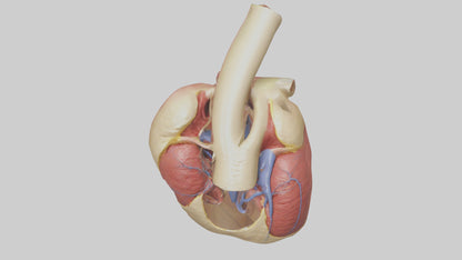 3D model Human Endocardium Model VR / AR / low-poly