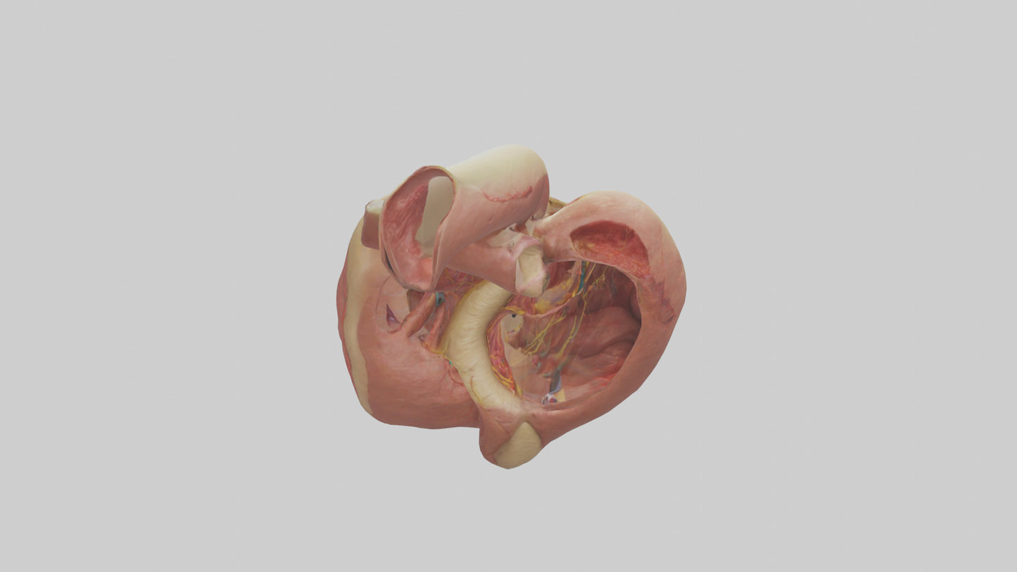 3D model Human Endocardium Model VR / AR / low-poly