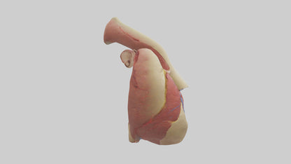 3D model Human Endocardium Model VR / AR / low-poly