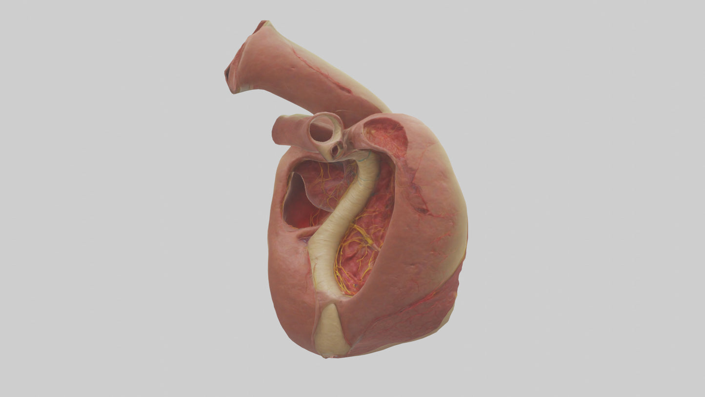 3D model Human Endocardium Model VR / AR / low-poly
