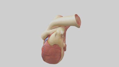 3D model Human Endocardium Model VR / AR / low-poly