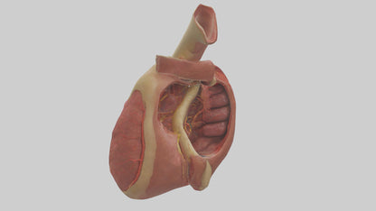 3D model Human Endocardium Model VR / AR / low-poly