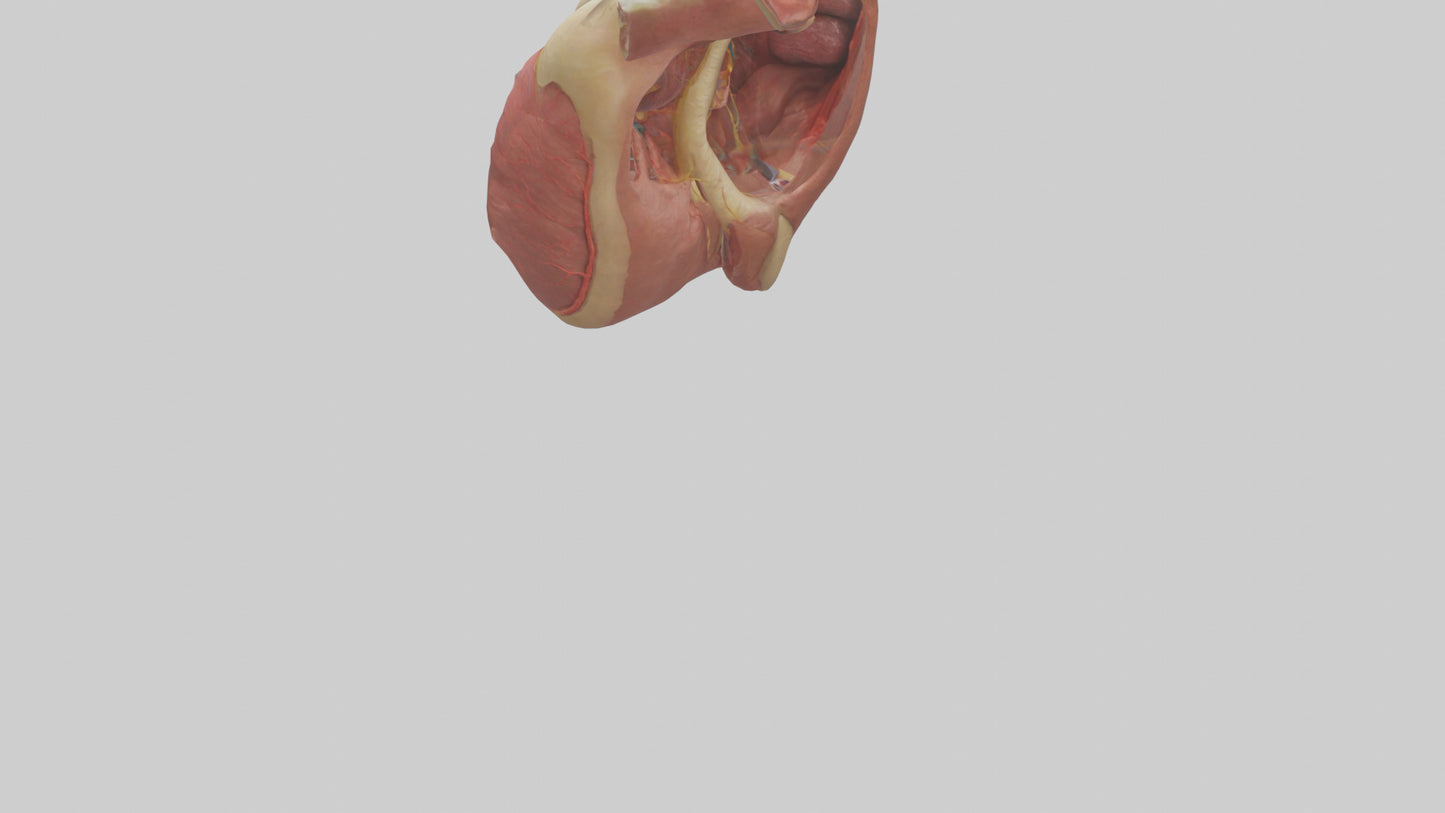 3D model Human Endocardium Model VR / AR / low-poly