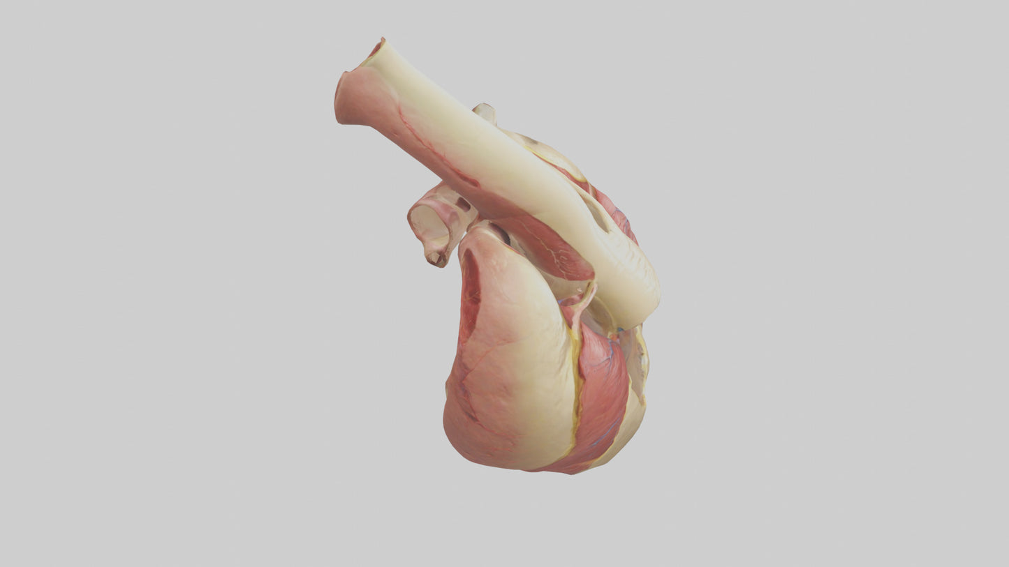3D model Human Endocardium Model VR / AR / low-poly