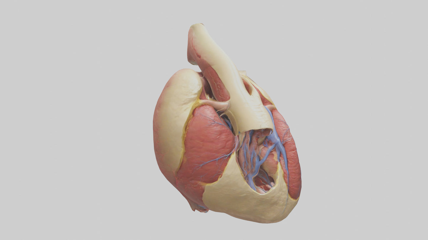 3D model Human Endocardium Model VR / AR / low-poly