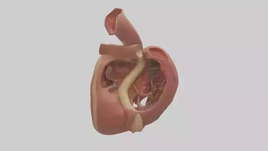 3D model Human Endocardium Model VR / AR / low-poly