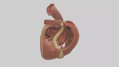 3D model Human Endocardium Model VR / AR / low-poly