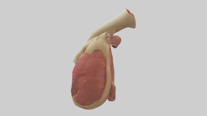 3D model Human Endocardium Model VR / AR / low-poly