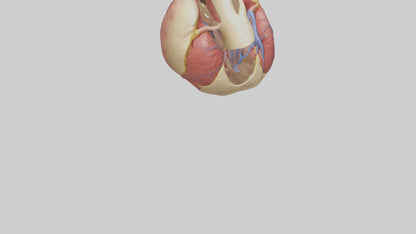 3D model Human Endocardium Model VR / AR / low-poly