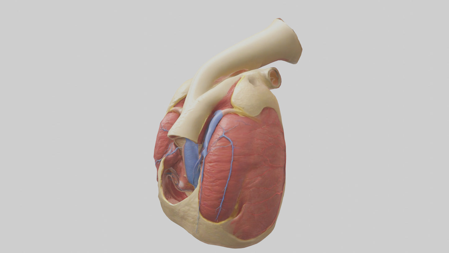3D model Human Endocardium Model VR / AR / low-poly