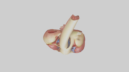 3D model Human Endocardium Model VR / AR / low-poly