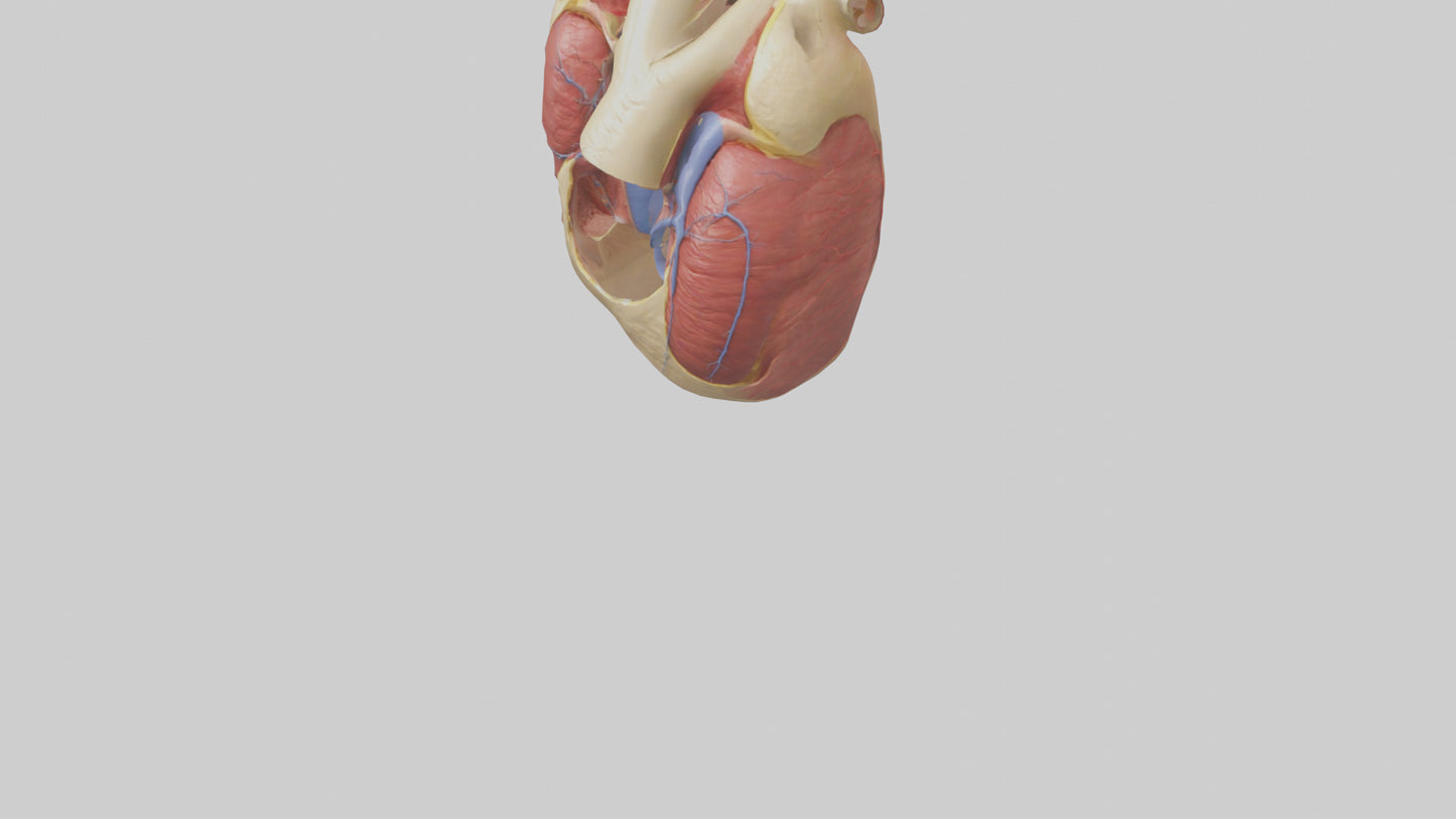 3D model Human Endocardium Model VR / AR / low-poly