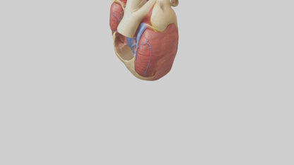 3D model Human Endocardium Model VR / AR / low-poly