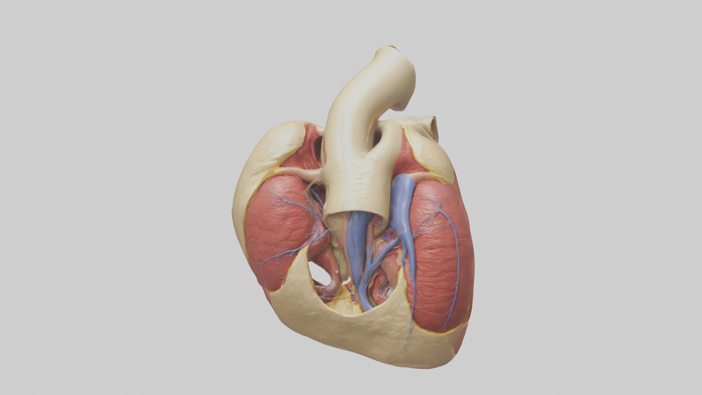 3D model Human Endocardium Model VR / AR / low-poly
