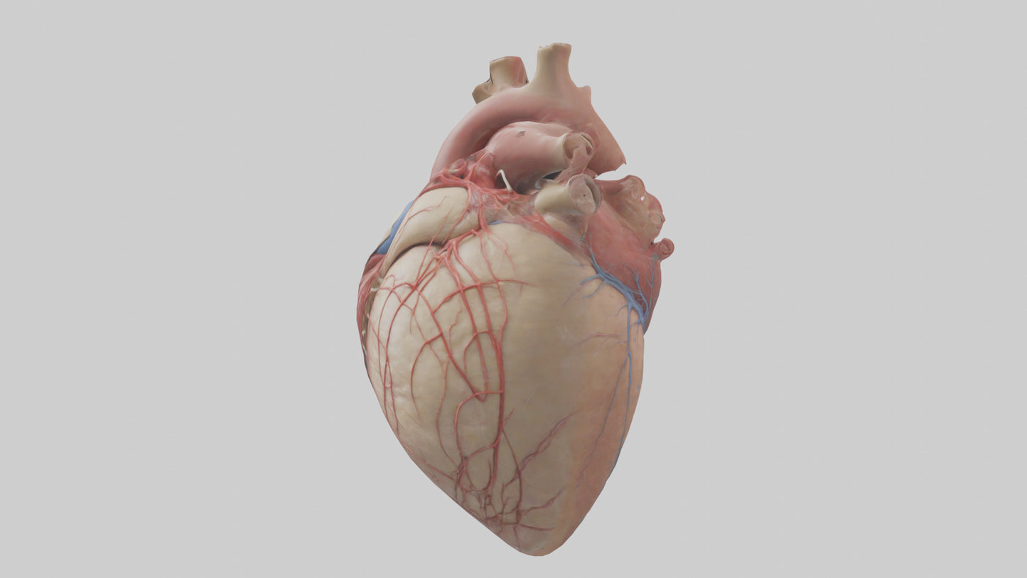 Human Epicardium Model VR / AR / low-poly