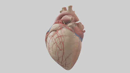 Human Epicardium Model VR / AR / low-poly