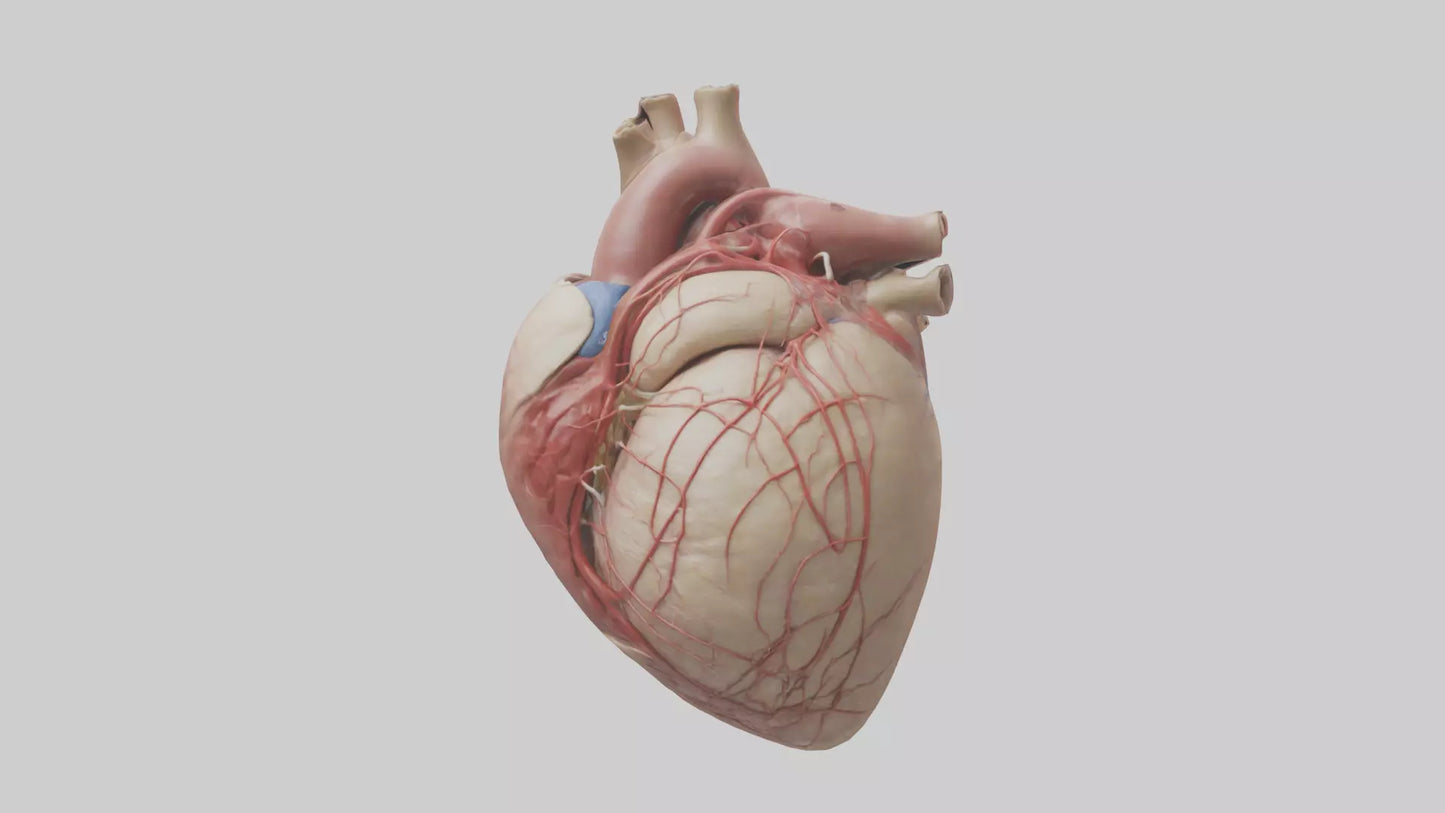 Human Epicardium Model VR / AR / low-poly