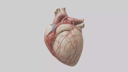 Human Epicardium Model VR / AR / low-poly