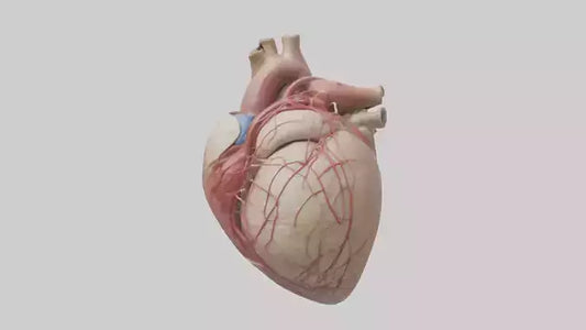 Human Epicardium Model VR / AR / low-poly