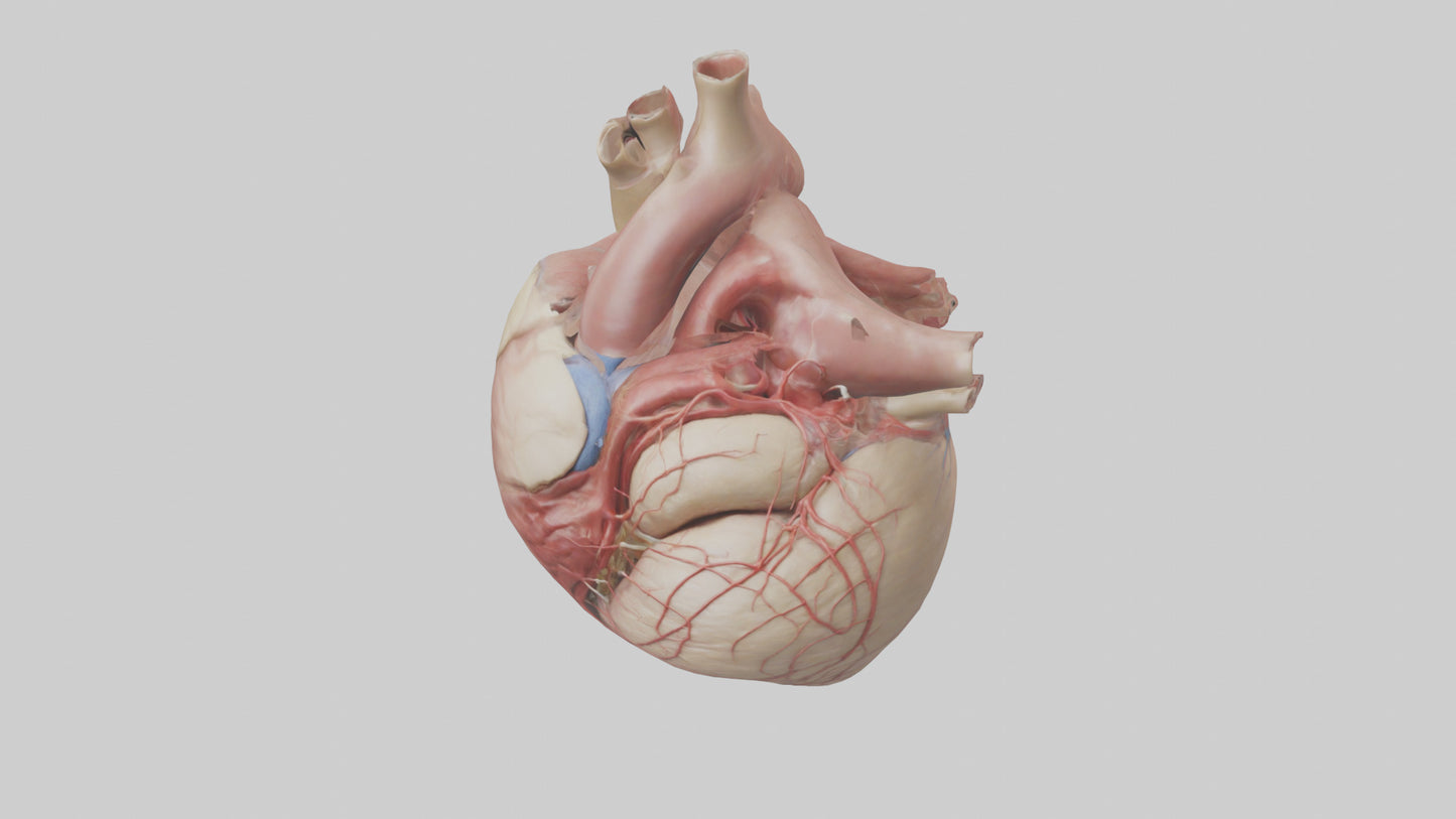 Human Epicardium Model VR / AR / low-poly