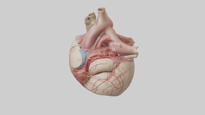 Human Epicardium Model VR / AR / low-poly