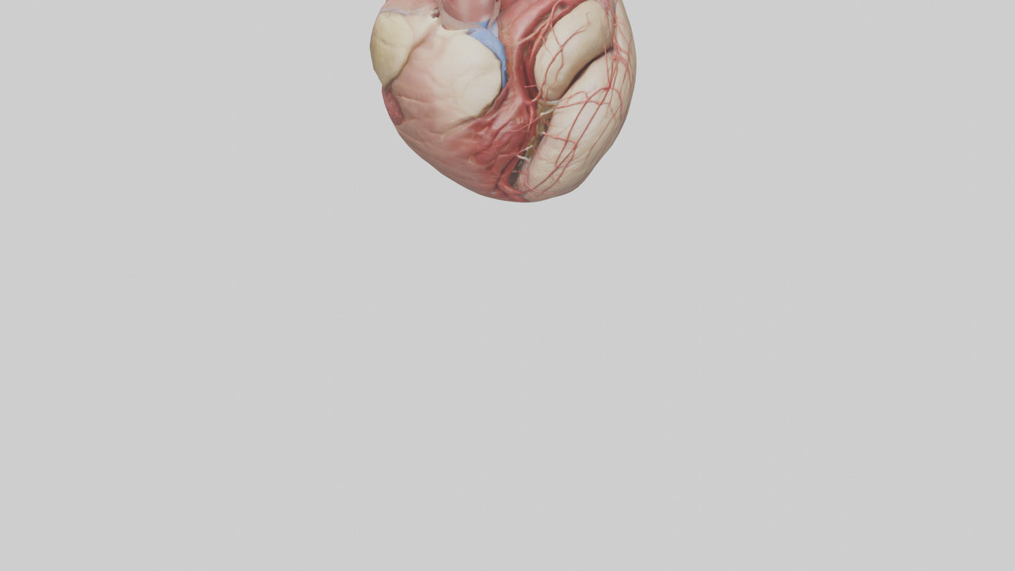 Human Epicardium Model VR / AR / low-poly
